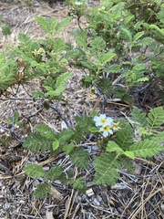 Chamaebatia foliolosa