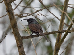 Nectarinia kilimensis