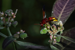 Rhynchium oculatum