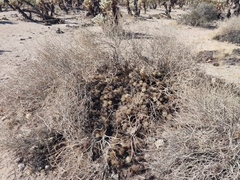 Cylindropuntia bigelovii