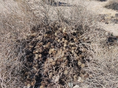 Cylindropuntia bigelovii