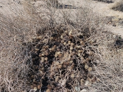 Cylindropuntia bigelovii
