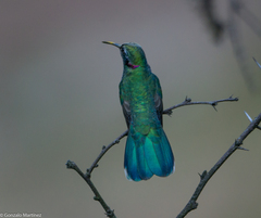 Colibri serrirostris