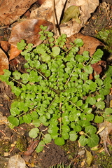 Cardamine flexuosa