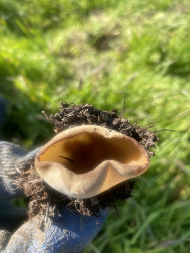 iNaturalist observation photo of blistered cup