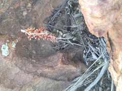 Adromischus umbraticola