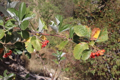 Aria umbellata