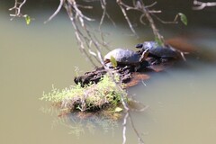 Rhinoclemmys funerea