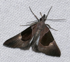 Hypena gaudialis