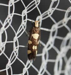 Limnaecia tetraplanetis