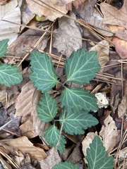 Pachysandra procumbens