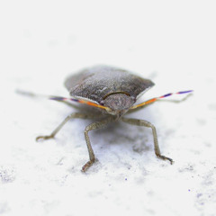Peribalus strictus