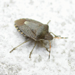 Peribalus strictus