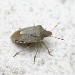 Peribalus strictus