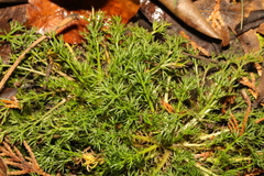 Matricaria discoidea