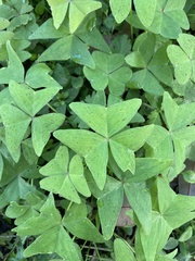 Oxalis intermedia