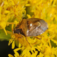 Rubiconia intermedia