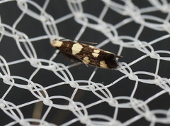 Limnaecia tetraplanetis