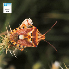 Codophila varia