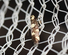 Limnaecia tetraplanetis