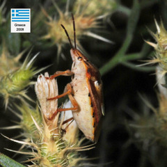 Codophila varia