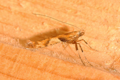 Caloptilia hemidactylella