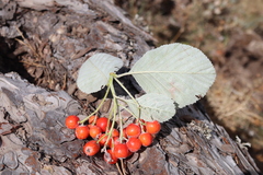 Aria umbellata