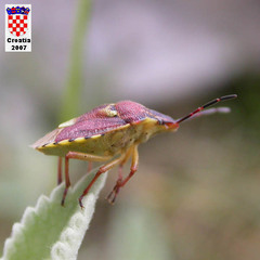 Codophila varia