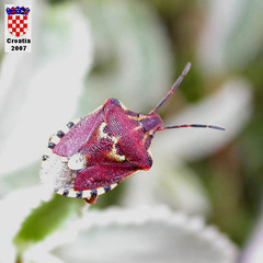 Codophila varia