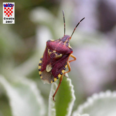 Codophila varia