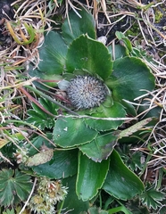 Eryngium humile