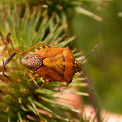 Carpocoris pudicus