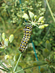 Papilio polyxenes
