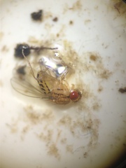 Drosophila busckii