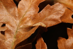 Phyllonorycter messaniella