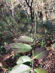Euonymus americanus