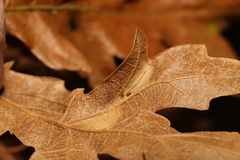 Phyllonorycter messaniella