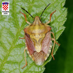 Carpocoris mediterraneus