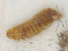 Bostrichoidea