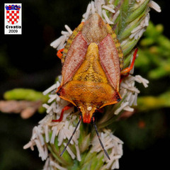 Carpocoris mediterraneus
