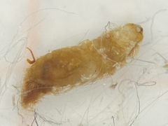 Bostrichoidea