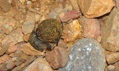 Sisyphus schaefferi schaefferi