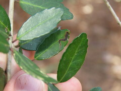 Phytomyza vomitoriae