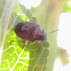 Rubiconia intermedia