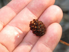 Xyris laxifolia