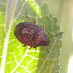 Rubiconia intermedia