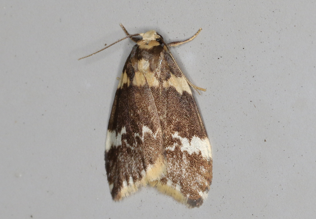 Halone pteridaula