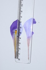 Iris unguicularis unguicularis