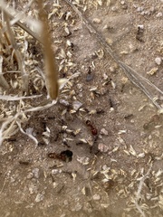 Pheidole xerophila