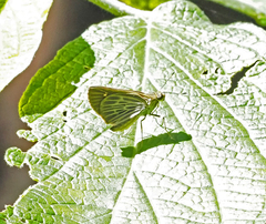 Vehilius stictomenes